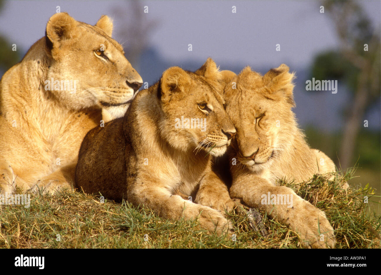 Löwin mit zwei Reifen die Hälfte gewachsen Cubs in der Masai Mara National Reserve Kenia in Ostafrika Stockfoto