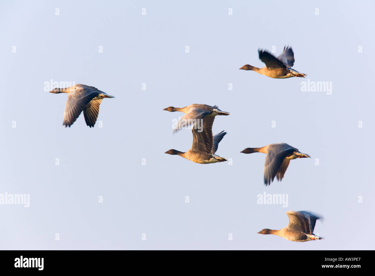 White-fronted Gans Anser Albifrons Bildung im Flug mit schönen blauen Himmel bei Lady Ann s fahren Holkham Stockfoto