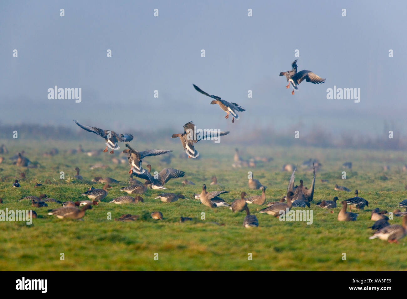 Weiße fronted Gans Anser Albifrons fliegen im Land bei Lady Ann s fahren Holkham Stockfoto