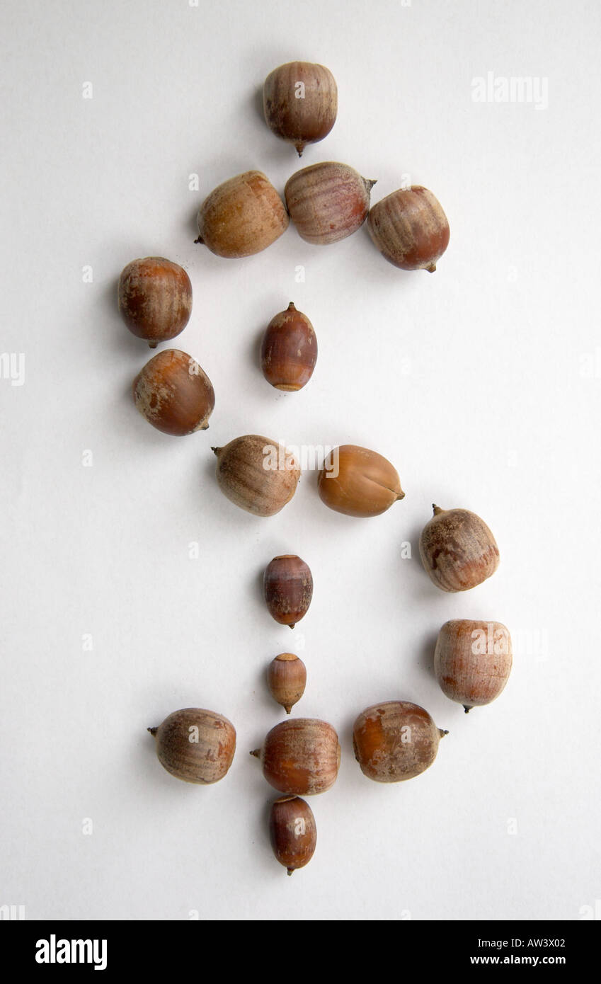 Dollarzeichen aus Eicheln gemacht Stockfoto