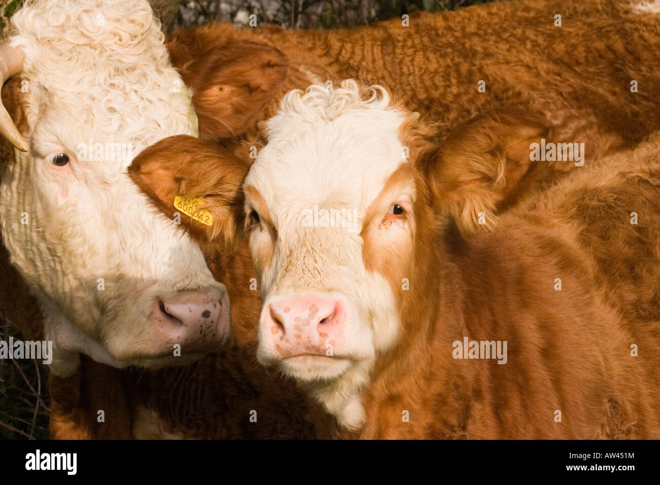 Eine britische Simmentaler Kuh und Kalb Stockfoto