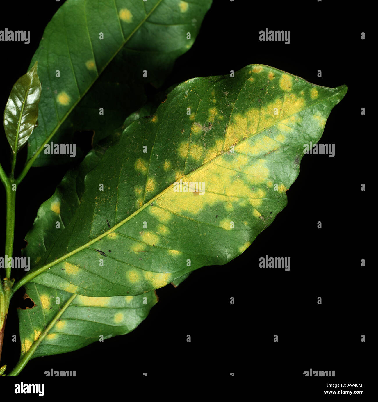 Kaffee Rost Hemileia Vastatrix Sporen Pusteln auf der Unterseite eines Blattes Kaffee Stockfoto