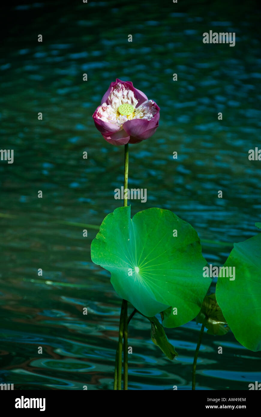 Bloooming Lotosblume in einem Teich in Hua Hin in Thailand Stockfoto