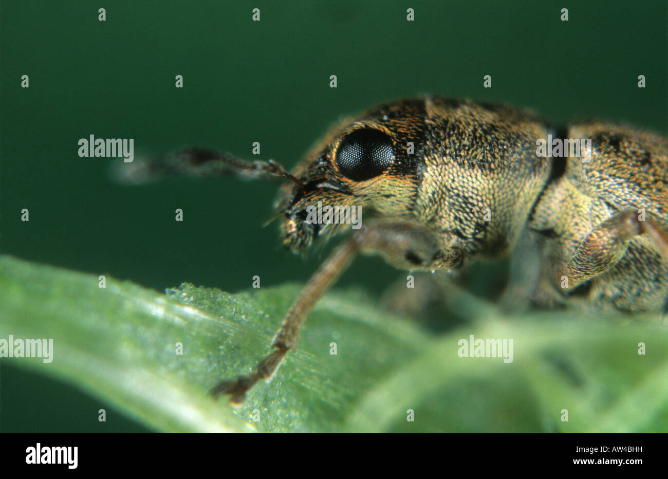 Pea bean Rüsselkäfer sitona lineatus Seitenansicht von Kopf und Augen Stockfoto