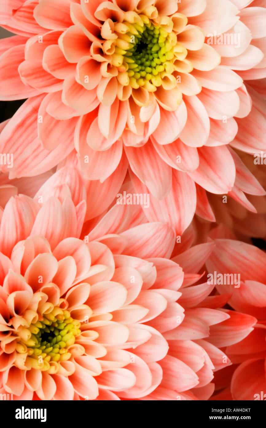Blühenden Chrysanthemen, Essex, England, UK Stockfoto