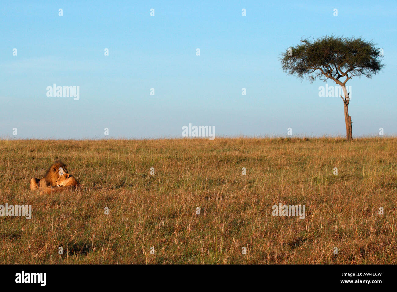 Löwe Löwin Panthera Leo Verlegung Down-Masai-Mara-Ebenen Stockfoto