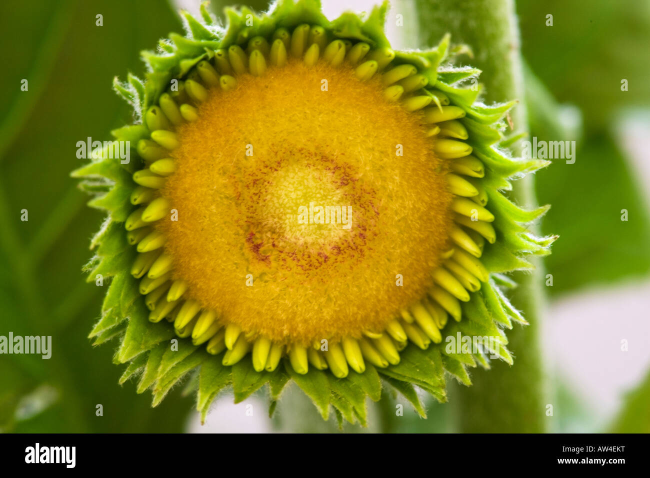 Nahaufnahme von Gerbera Knospe, Essex, England, UK Stockfoto