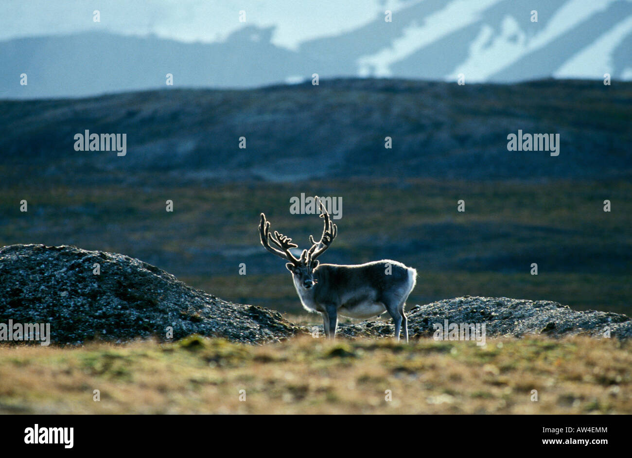 Renne Rentiere vor Adventdalen Delta Spitzberg la Région de Longyeaybyen Aktion Aktionen Erwachsene Erwachsene allein American Stockfoto