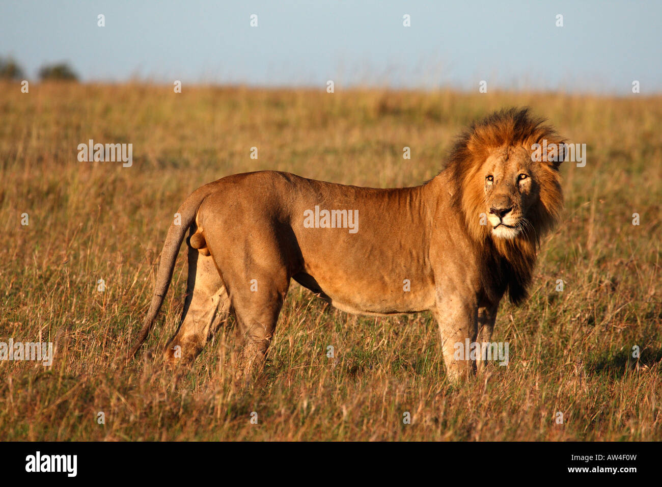 Männlicher Löwe Panthera Leo stehend Masai Mara Kenia Stockfoto