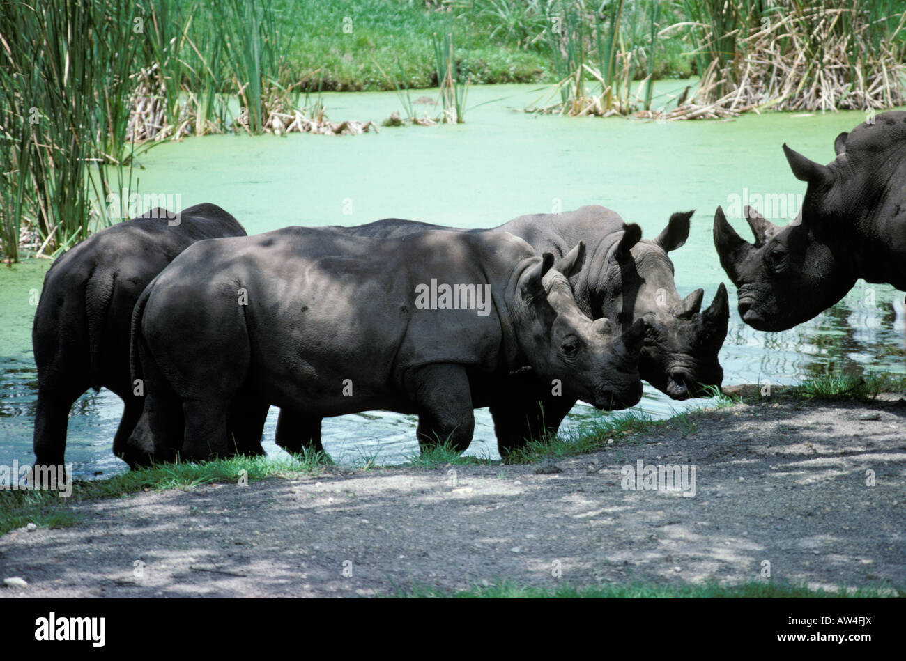 Rhino Blanc Breitmaulnashorn Ceratotherium Simum Kenia Afrika East African Wildlife Art Safari White Rhino White Rhinoceros Rhinoc Stockfoto