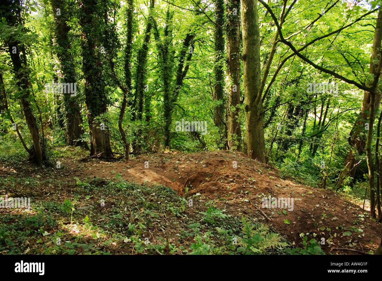 Dachs Sett in armen s Holz Reserve in der Nähe von Northwich Cheshire Wildlife Trust Stockfoto