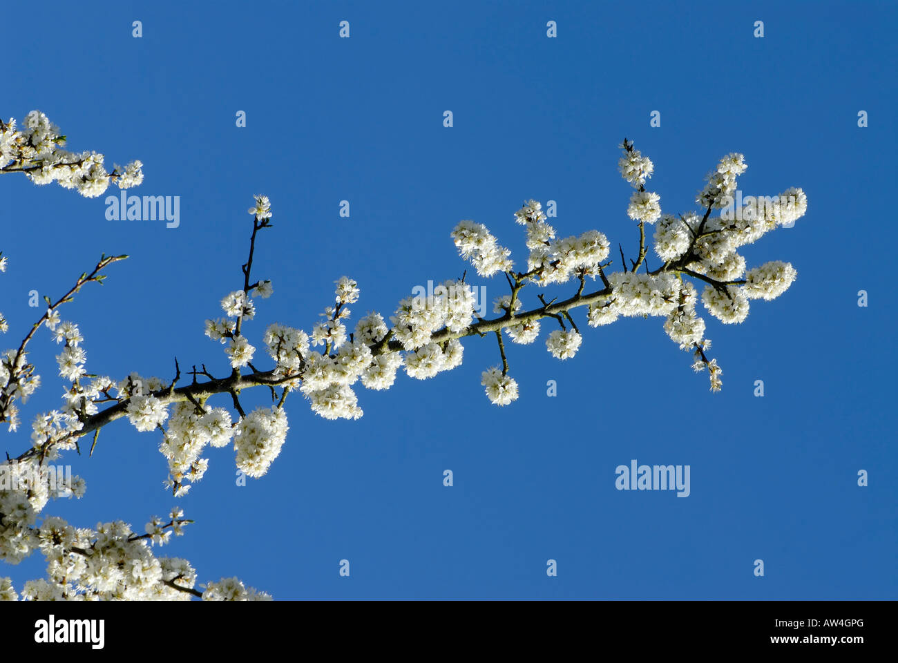 Blüten der Schlehe oder Schlehe Prunus Spinosa Stockfoto