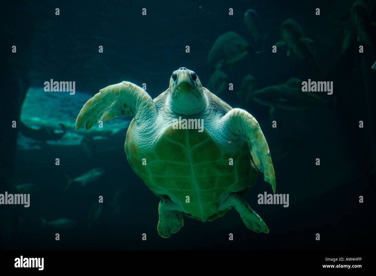 Südafrika Kapstadt Leatherback Schildkröte Dermochelys Coriacea schwimmen in Two Oceans Aquarium Stockfoto