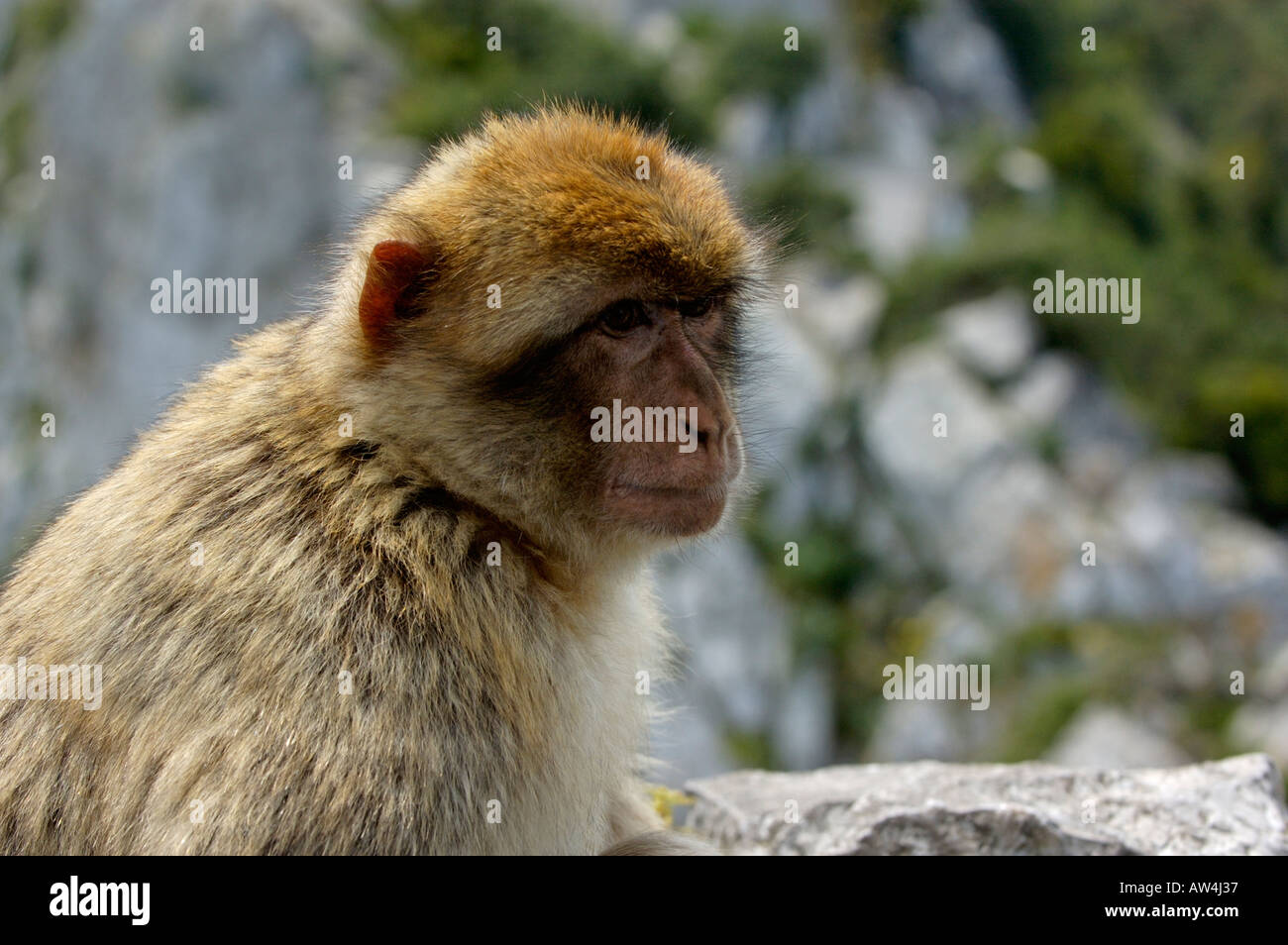 Berberaffe wegsehen in Ärger, Gibraltar, Großbritannien. Stockfoto