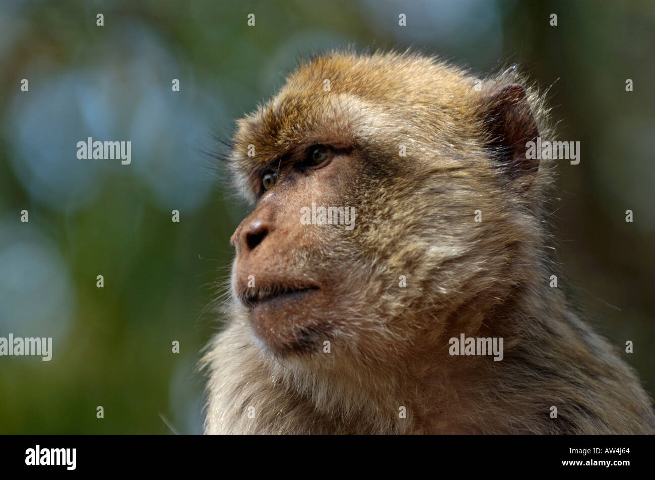Berberaffe wegsehen, Gibraltar, Großbritannien. Stockfoto