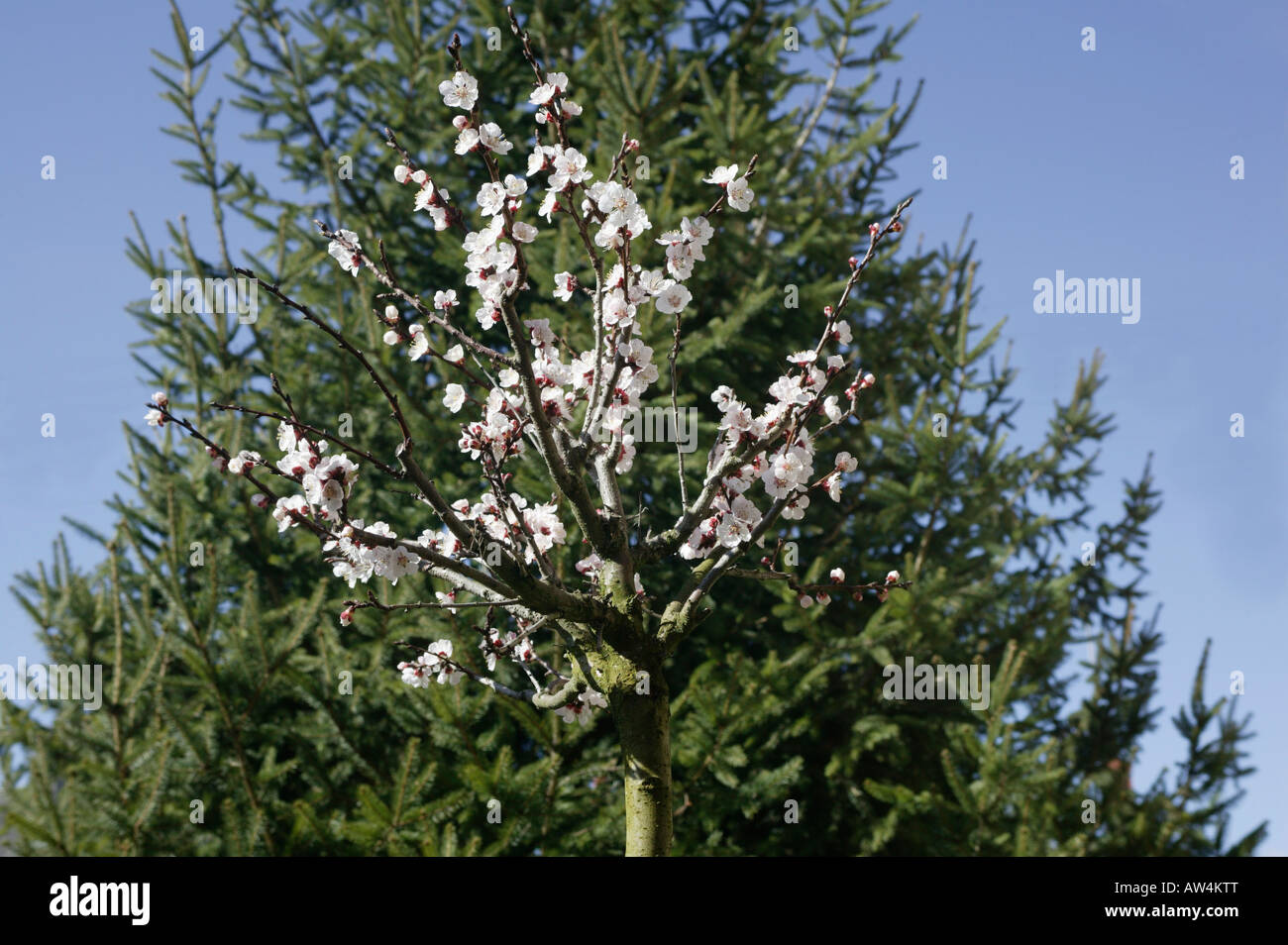 Rosacées La Variété "Précoce de Saumur" est Une Variété À Floraison Précoce, Qui le rend vernünftige Dans Les Régions Froides (il Stockfoto