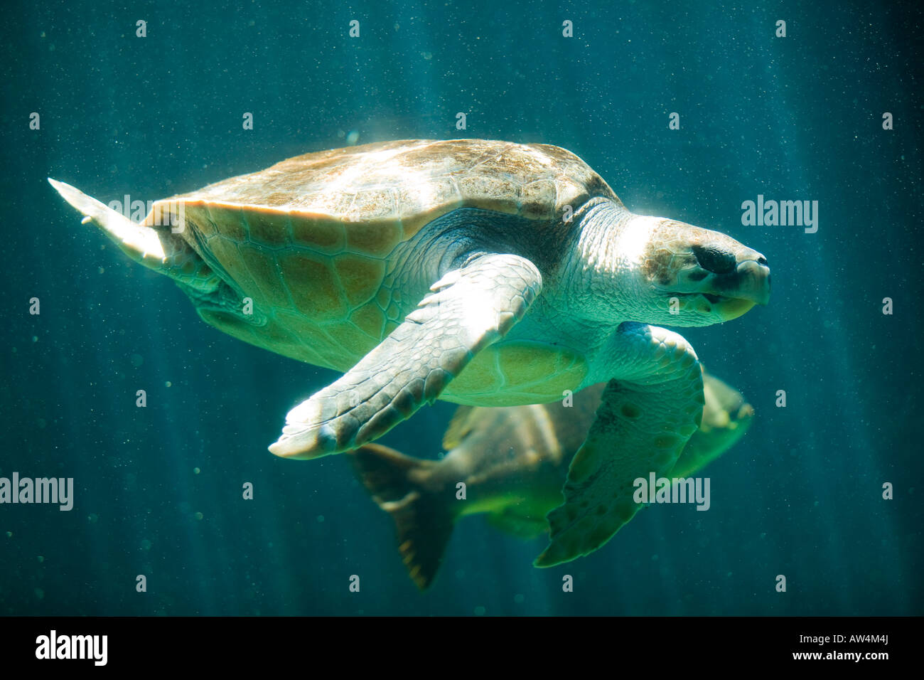 Südafrika Kapstadt Leatherback Schildkröte Dermochelys Coriacea schwimmen in Two Oceans Aquarium Stockfoto