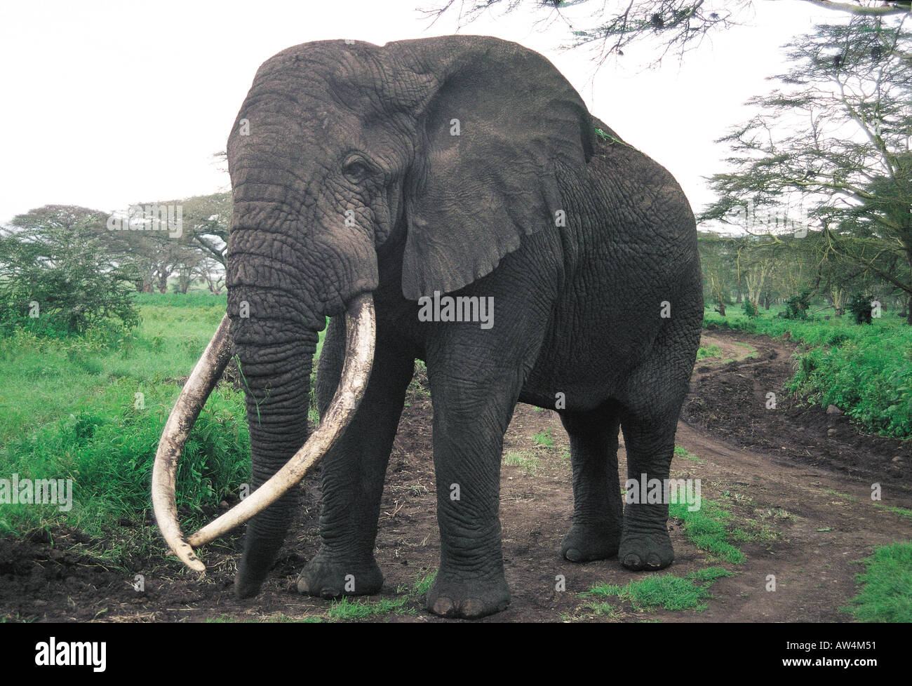 Reifen männlichen Elefanten mit herrlichen Stoßzähne Ngorongoro Krater Tansania Ostafrika Stockfoto