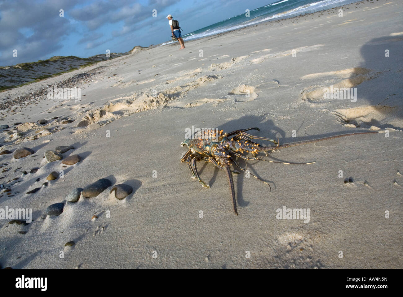 Spiney Lobster am Strand Halbinsel Baja Mexiko Stockfoto