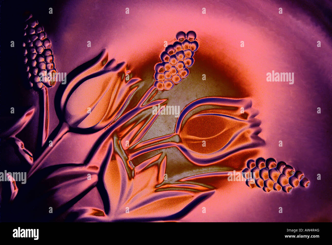 Leuchtende Blumen Glas Kristall Pflanze Pflanzen Blume Magie magische imaginäre Bilder Blumen horizontale künstlerische Rot Rosa Lavendel Stockfotografie
