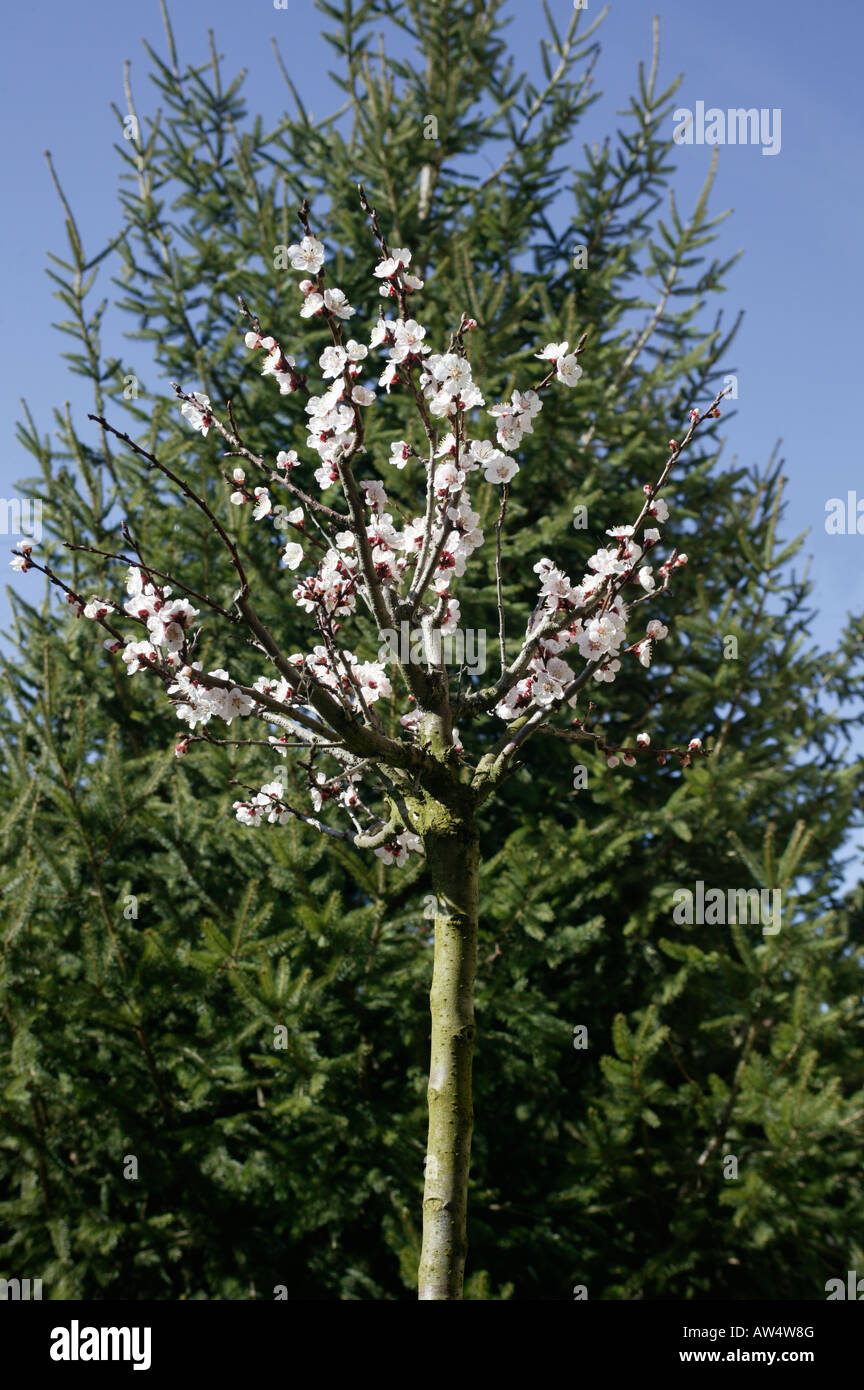 Rosacées La Variété "Précoce de Saumur" est Une Variété À Floraison Précoce, Qui le rend vernünftige Dans Les Régions Froides (il Stockfoto