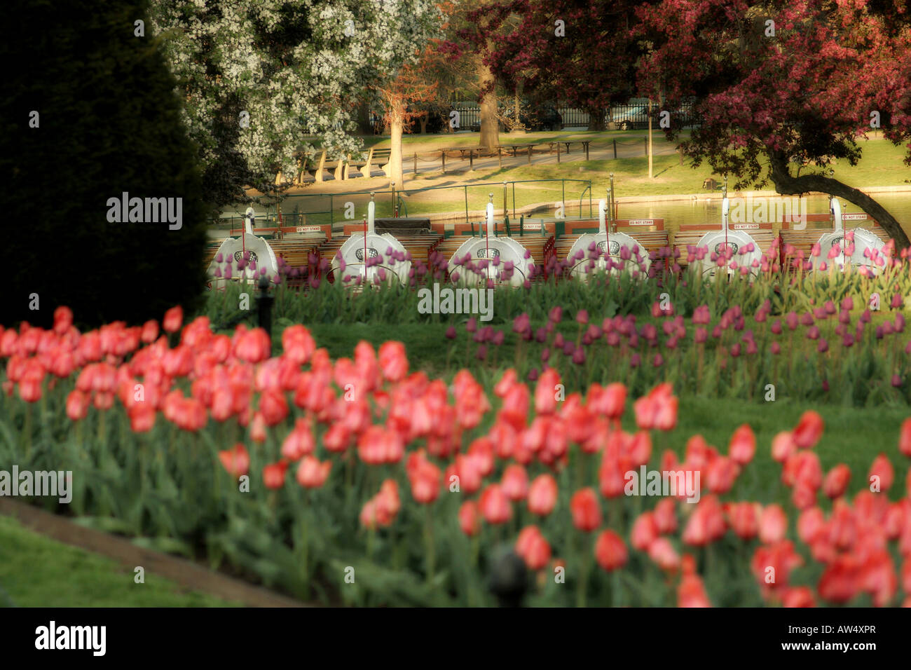 Frühling im Stadtpark Boston Massachusetts Stockfoto