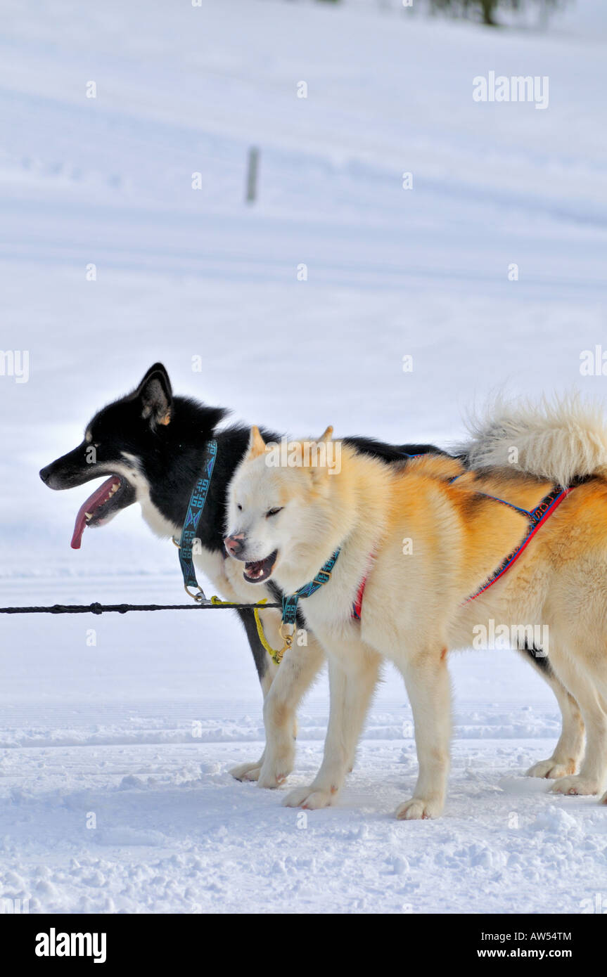 Schweizer Hunde Stockfotos und -bilder Kaufen - Alamy