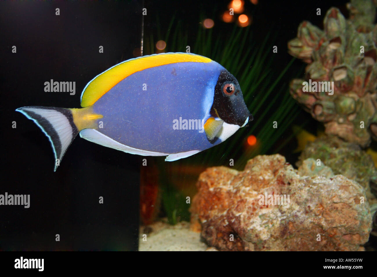 Nahaufnahme von tropischen Fischen im Aquarium. Stockfoto