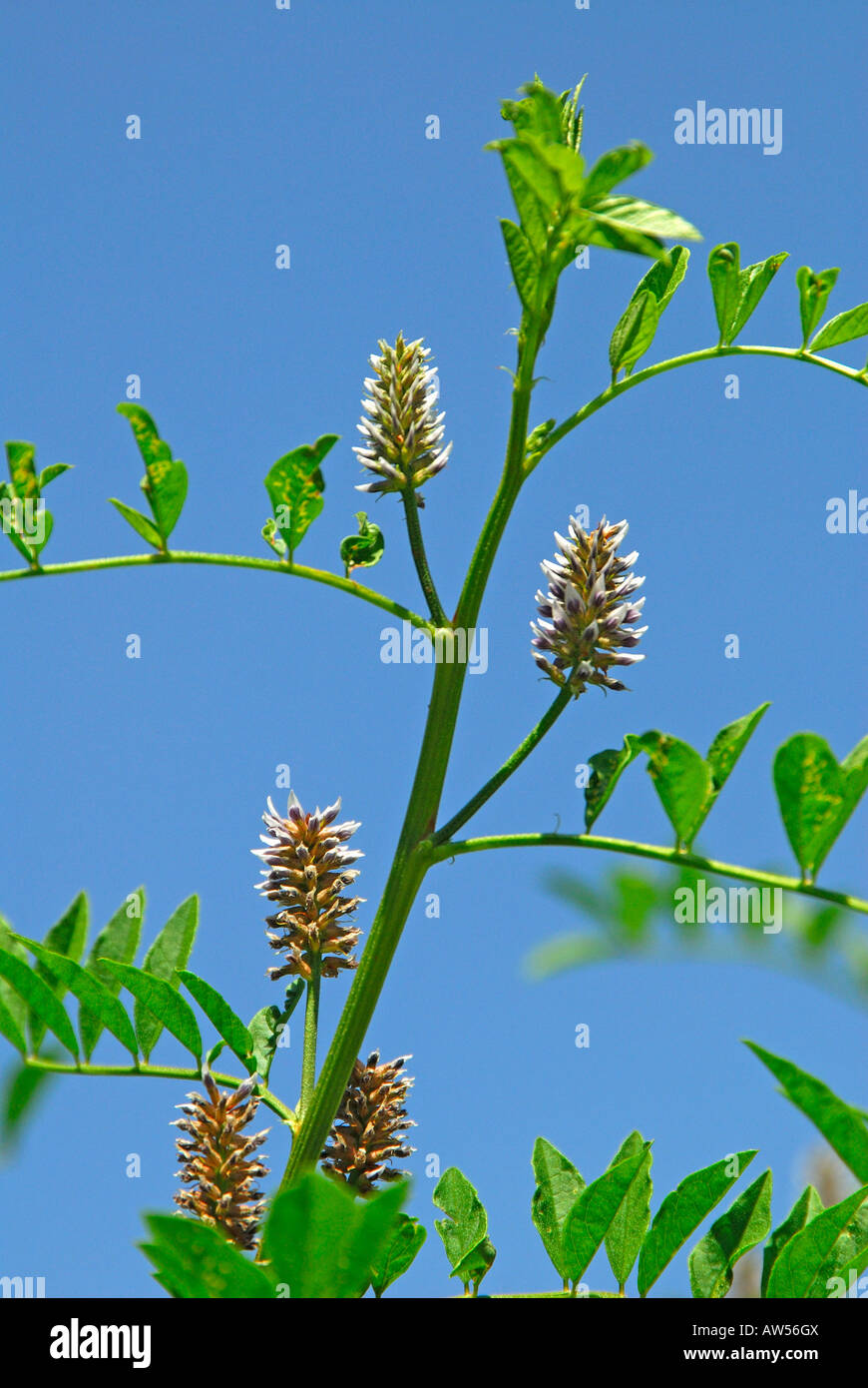 Lakritze, Lakritze (Glycyrrhiza Glabra), Blüte Stockfoto