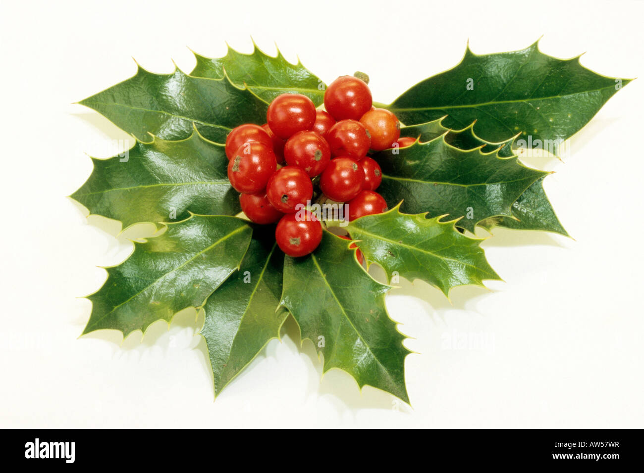 Gemeinsamen Holly, englische Stechpalme (Ilex Aquifolium), Zweig mit Beeren, Studio Bild Stockfoto