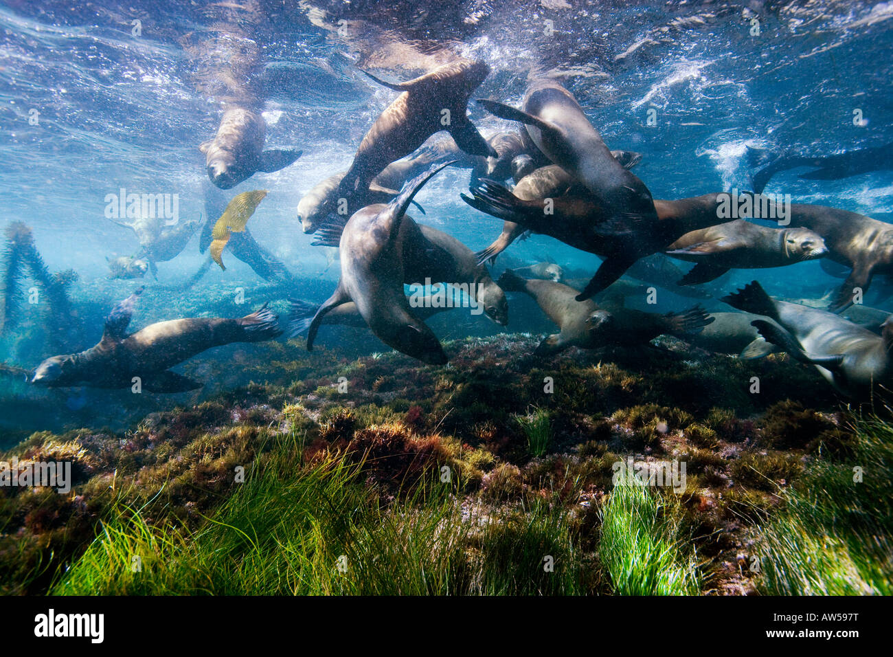 Robben schwimmen unter Wasser in der Nähe von Santa Barbara Island Channel  Islands Nationalpark Kalifornien Stockfotografie - Alamy