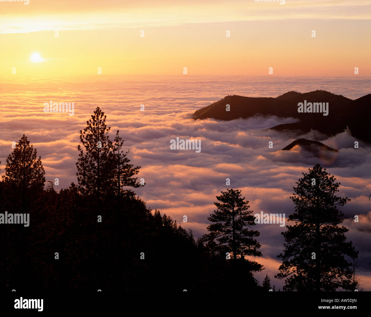 Figueroa Mountain Los Padres National Forest Stockfoto