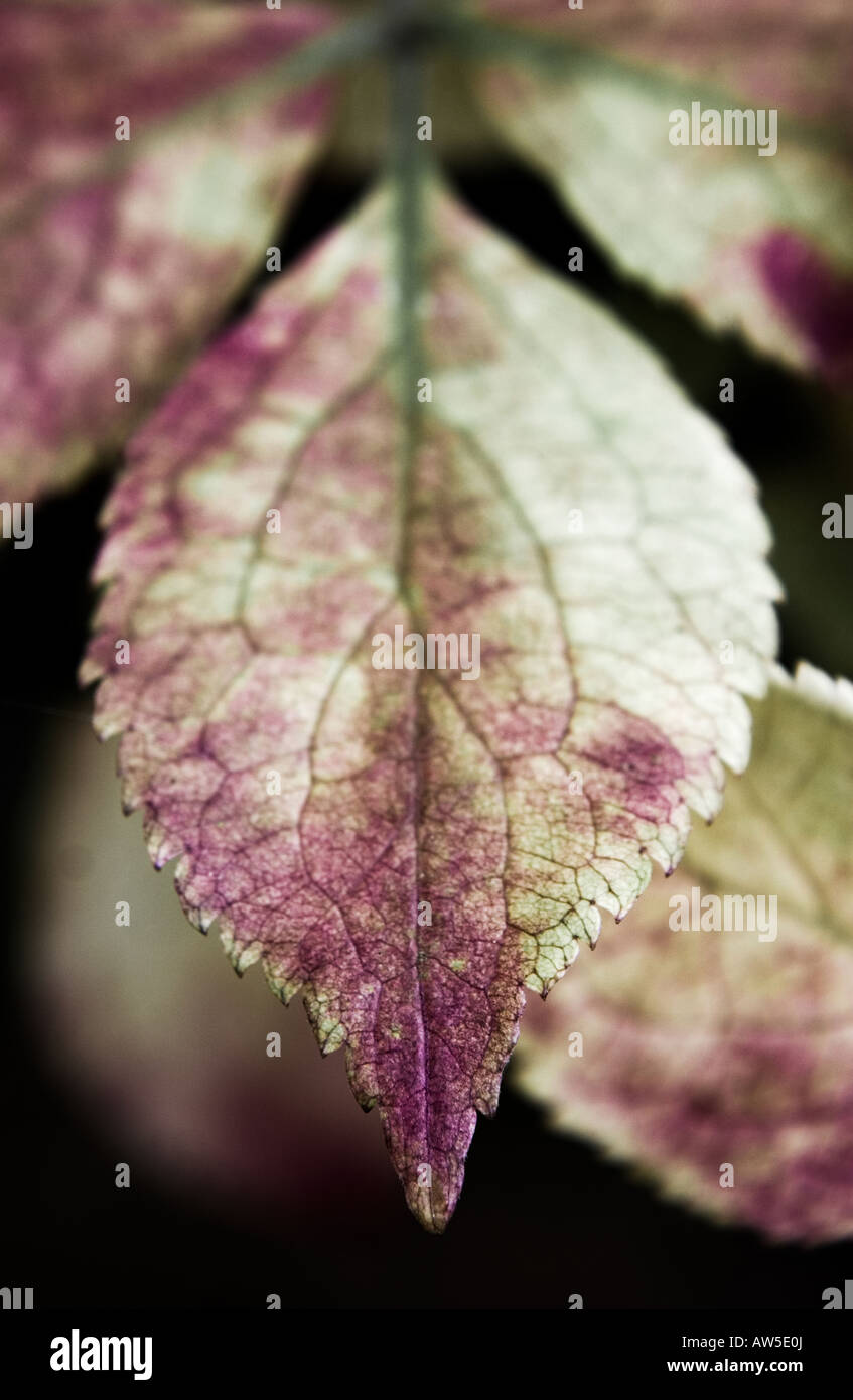 Sambucus Nigra (Holunder) Blatt im Herbst Stockfoto