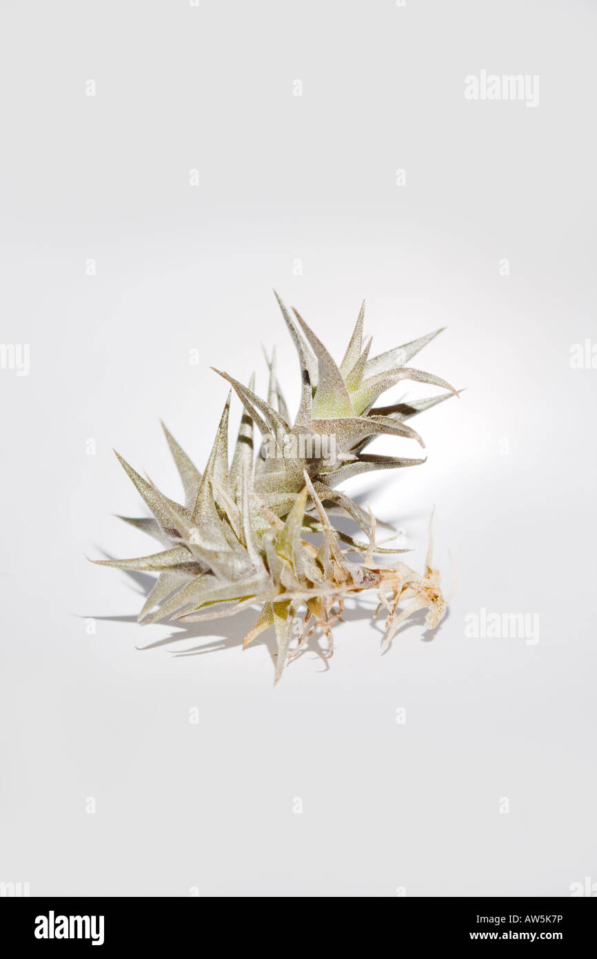 Tillandsia latifolia -Fotos und -Bildmaterial in hoher Auflösung – Alamy