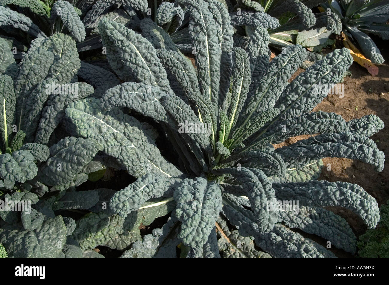 Schwarz-Kale Blätter wachsen in Feld Stockfoto