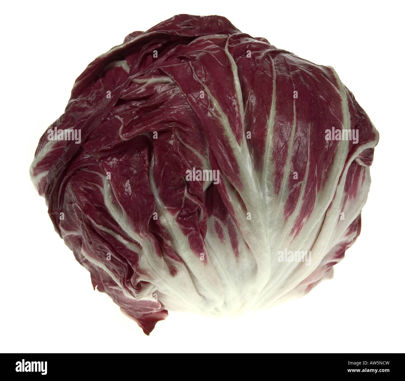 Radicchio-Salat-Wholehead auf weißem Hintergrund Stockfoto