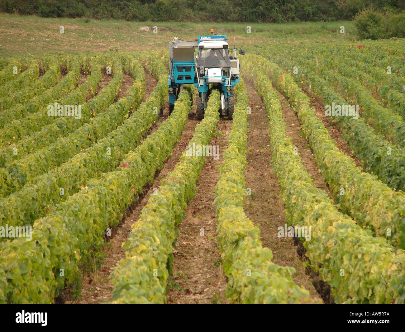 AJD46503, Frankreich, Chaux, Burgund, Côte de Nuits, Cote d ' or, Europa Stockfoto