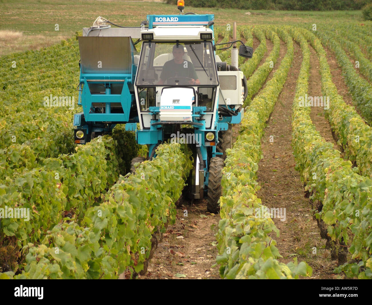 AJD46506, Frankreich, Chaux, Burgund, Côte de Nuits, Cote d ' or, Europa Stockfoto