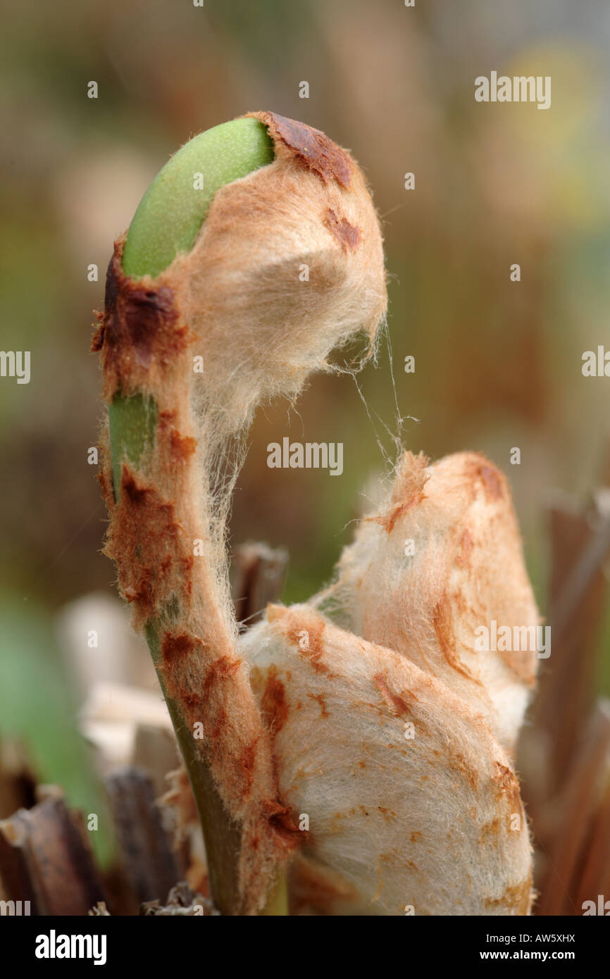 Neue Bracken Triebe erscheinen im Frühjahr Stockfoto