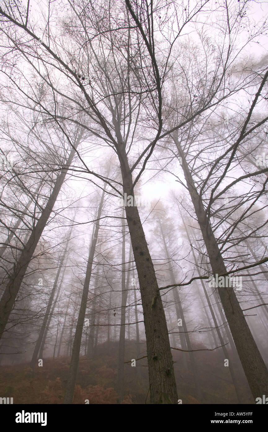 Nebel im Winter-Lärche-Plantage, Grisedale Wald, Seenplatte, UK Stockfoto