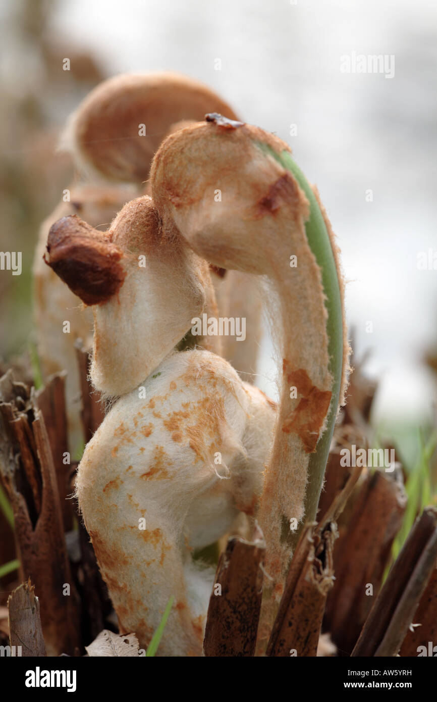 Neue Bracken Triebe erscheinen im Frühjahr Stockfoto