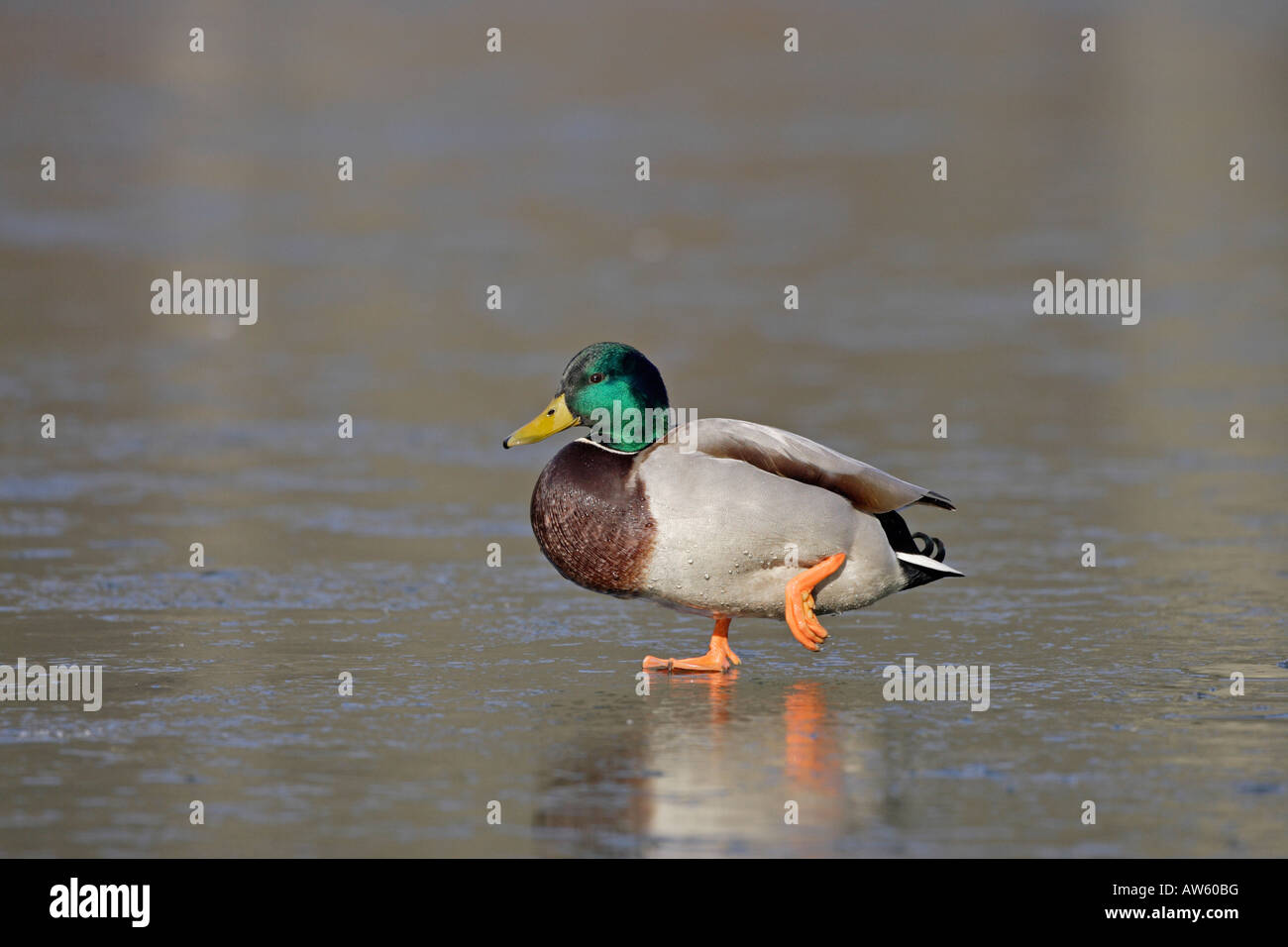 Männliche Stockente auf Eis Stockfoto