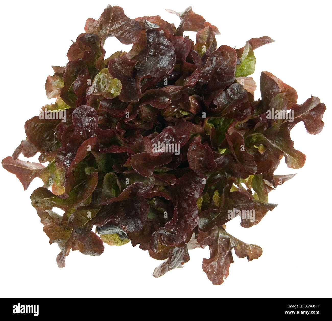 Rot Oakleaf Salat Wholehead auf weißem Hintergrund Stockfoto