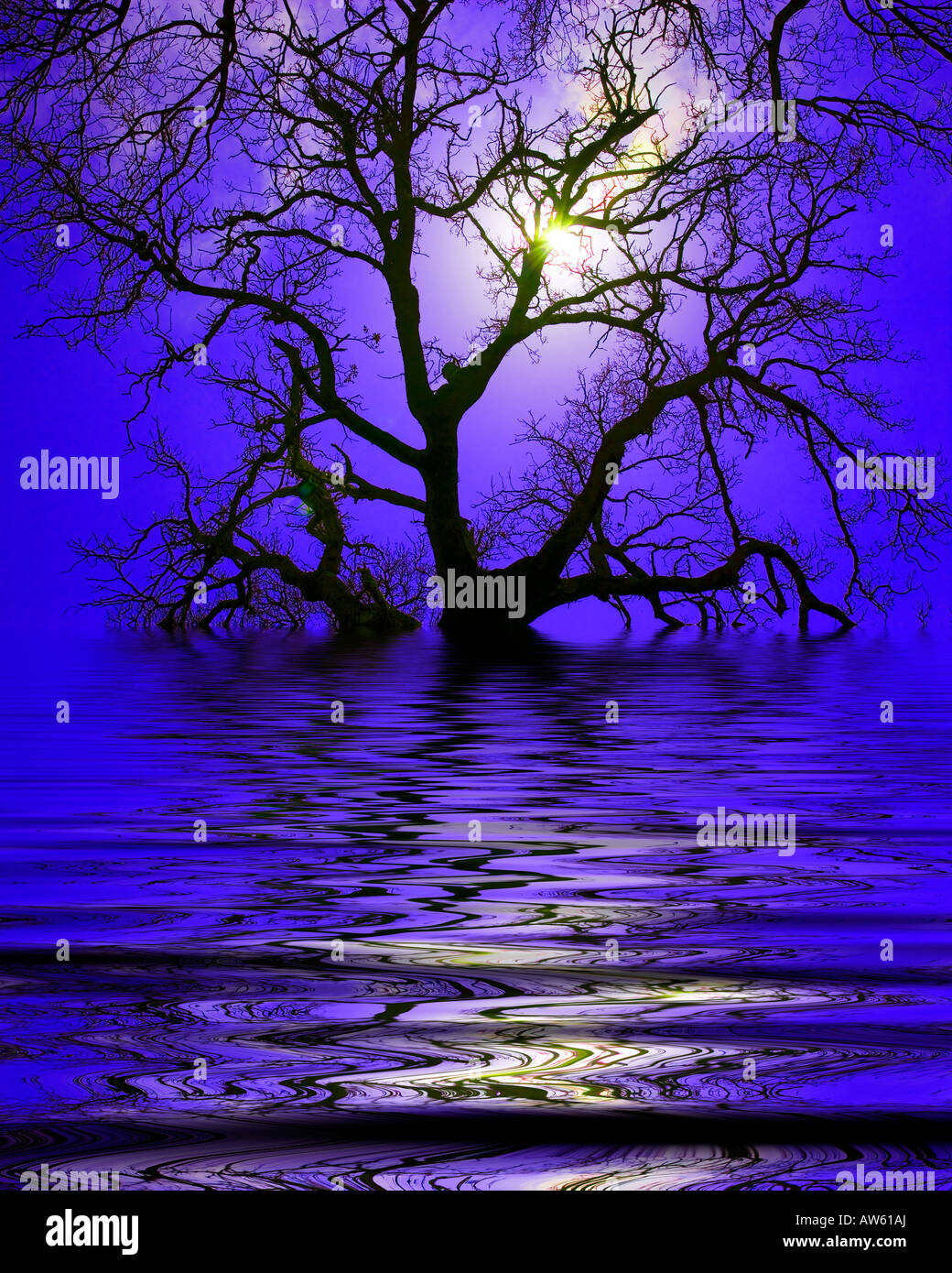 Baum-Silhouette und Reflexion Stockfoto