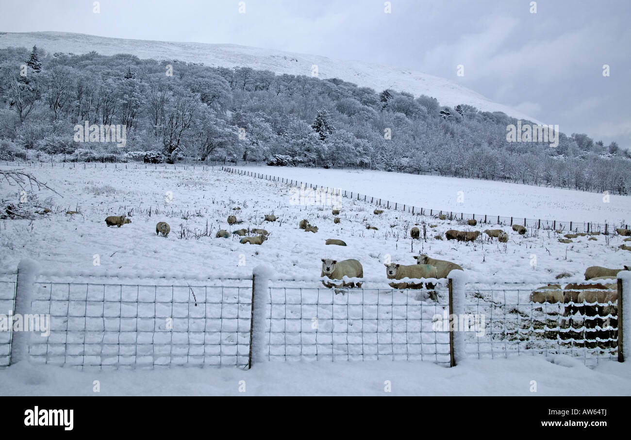 Schafe hinter Stacheldraht Zaun in Feld schneebedeckt, Midlothian, Scotland, UK, Europa Stockfoto