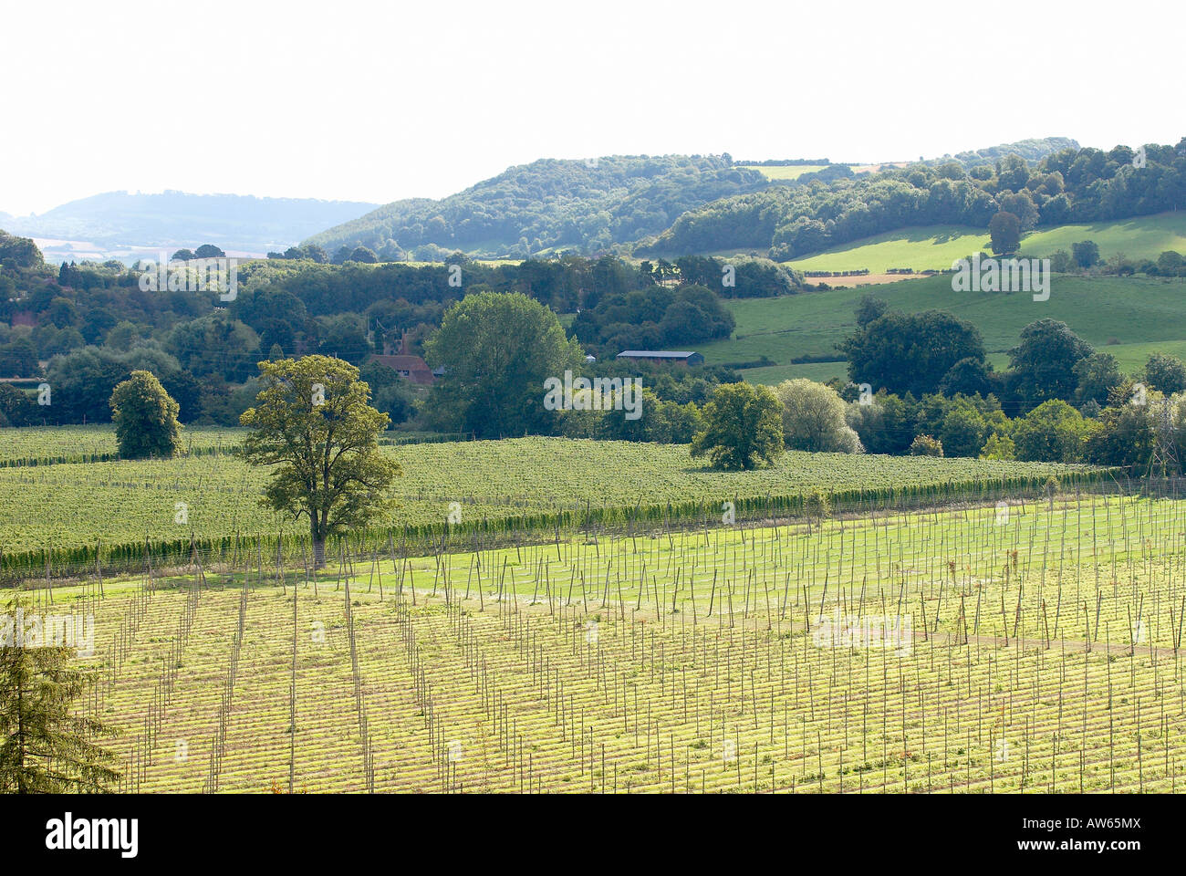 Hopfen-Feld Stockfoto