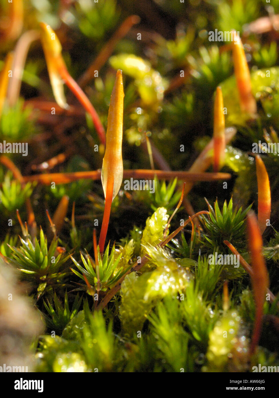 Polytrichum Juniperinum, Juniper Haircap Stockfoto