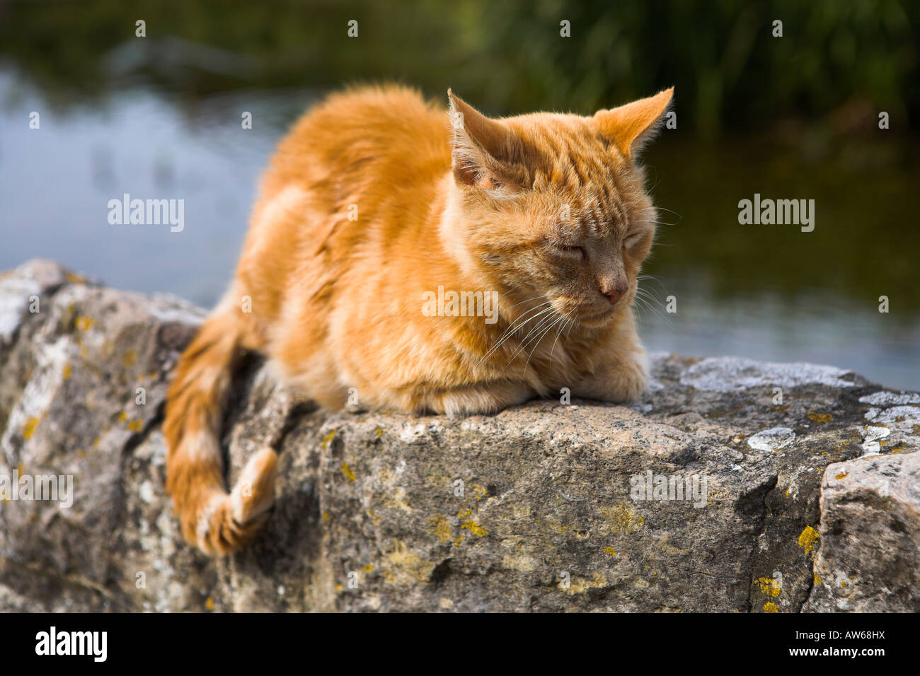 Ingwer-Katze sitzt auf einer Mauer in Lulworth Dorf, Dorset Stockfoto