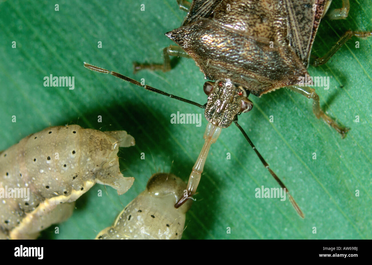 Räuberische Stink Bug Podisus Maculiventris Mandrin in Caterpillar Beute eingefügt Stockfoto
