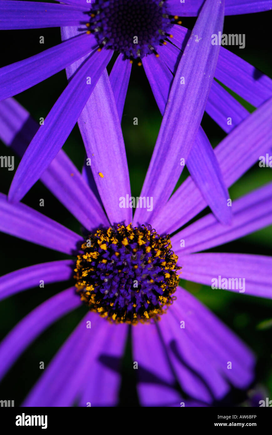 wallpapers Plant With Purple Daisy Like Flowers https www alamy de stockfoto blaulila ganseblumchenartigen blume als aus der familie der aster brachyglottis hectoris 16480425 html